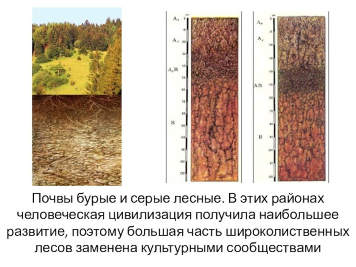 Почвы бурые и серые лесные. В этих районах человеческая цивилизация получила наибольшее