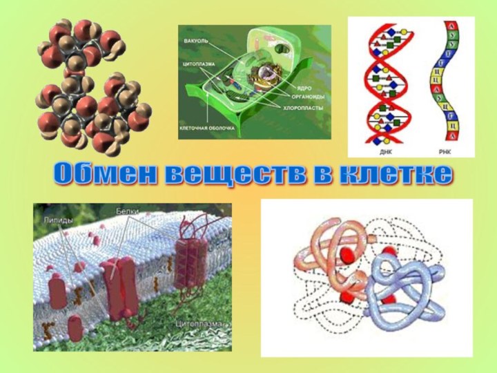 Обмен веществ в клетке