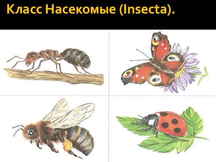 Класс Насекомые (Insecta).