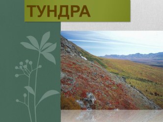 Презентация по окружающему миру на тему: Тундра