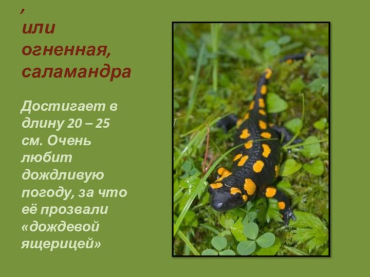 Пятнистая,  или огненная, саламандра Достигает в длину 20 – 25 см.