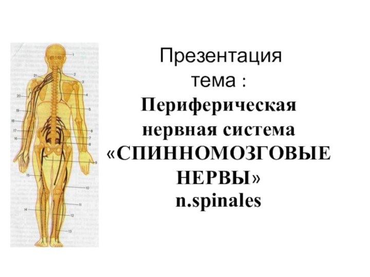 Презентация  тема :  Периферическая нервная система «СПИННОМОЗГОВЫЕ НЕРВЫ»