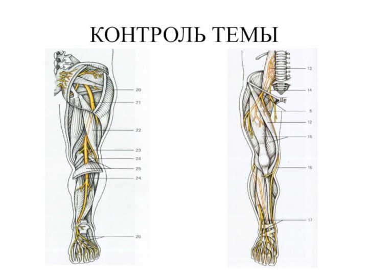 КОНТРОЛЬ ТЕМЫ