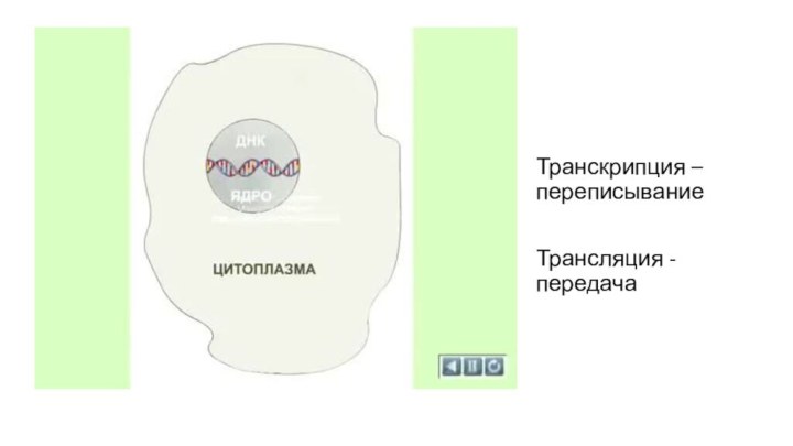 Транскрипция –переписываниеТрансляция - передача