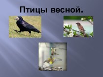 Презентация по окружающему миру на тему  Птицы весной для неслышащих младших школьников.