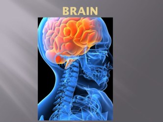 Презентация по английскому языку на тему Мозг