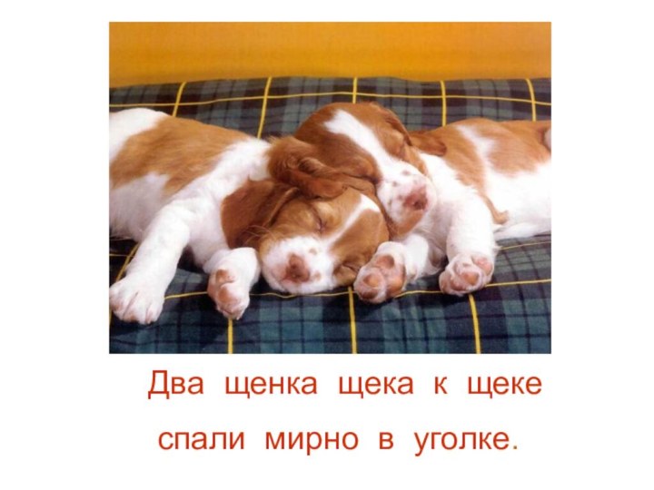 Два щенка щека к щеке спали мирно в уголке.