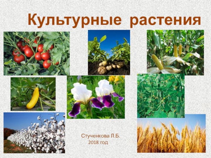 Культурные растенияСтученкова Л.Б.   2018 год