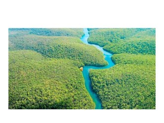 Презентация по английскому языку на тему TROPICAL RAINFORESTS