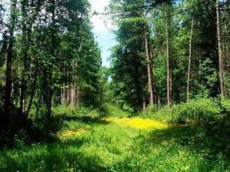 Презентация к классному часу Беречь природу - значит беречь здоровье (2 класс)