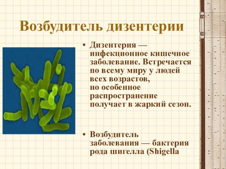 Возбудитель дизентерииДизентерия — инфекционное кишечное заболевание. Встречается по всему миру у людей всех возрастов, но особенное