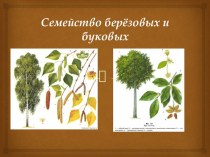 Презентация по биологии на тему: Семейства Берёзовых и Буковых (6 класс)