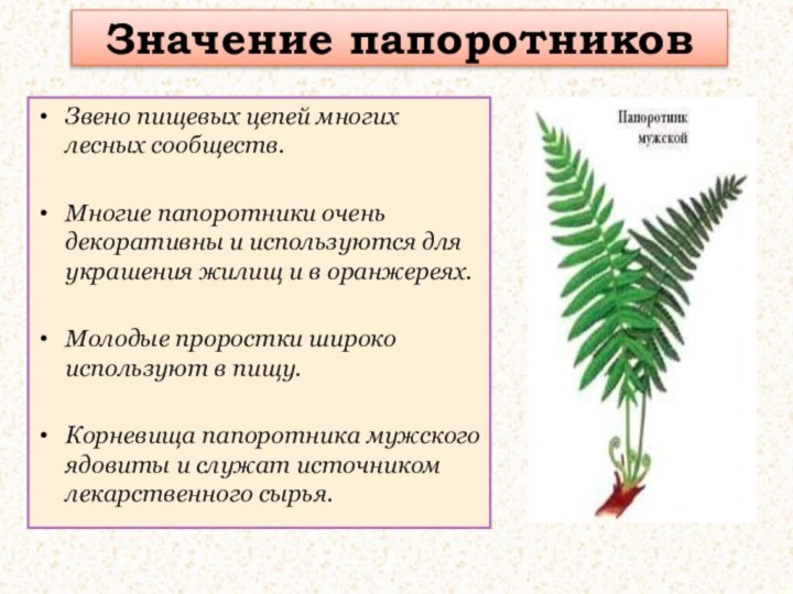 Значение папоротниковЗвено пищевых цепей многих лесных сообществ.Многие папоротники очень декоративны и используются