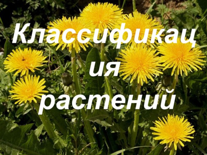 Классификация растений