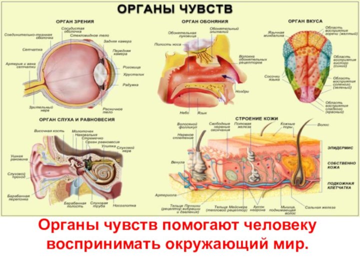 Органы чувств помогают человеку  воспринимать окружающий мир.