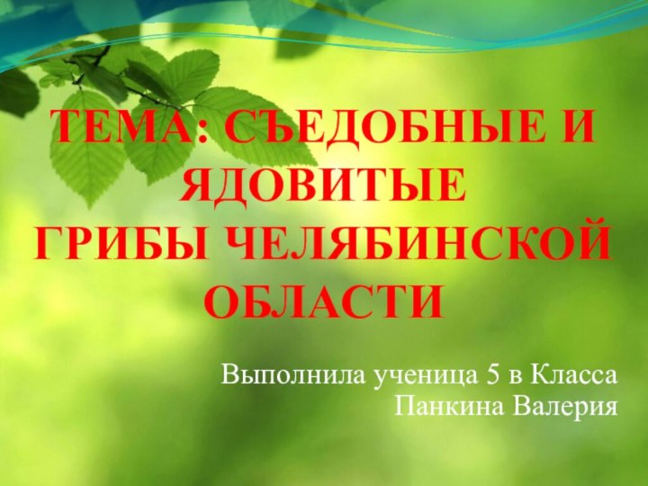 ТЕМА: СЪЕДОБНЫЕ И ЯДОВИТЫЕ ГРИБЫ ЧЕЛЯБИНСКОЙ ОБЛАСТИ Выполнила ученица 5 в Класса Панкина Валерия