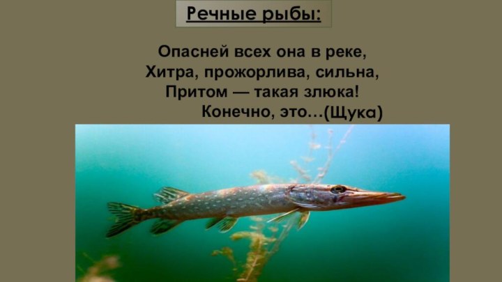 Речные рыбы:Опасней всех она в реке, Хитра, прожорлива, сильна, Притом — такая злюка! Конечно, это…(Щука)