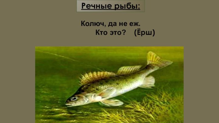 Речные рыбы:(Ёрш)Колюч, да не еж. Кто это?