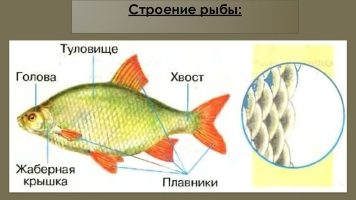 Строение рыбы: