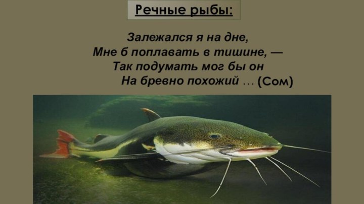 Речные рыбы:Залежался я на дне, Мне б поплавать в тишине, — Так
