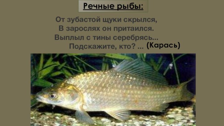 Речные рыбы:(Карась)От зубастой щуки скрылся, В зарослях он притаился. Выплыл с