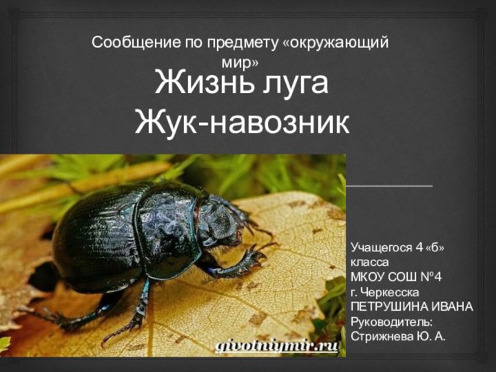 Жизнь луга Жук-навозникСообщение по предмету «окружающий мир»Учащегося 4 «б» классаМКОУ СОШ №4