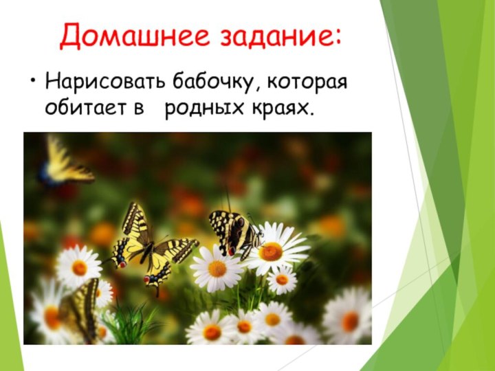 Домашнее задание:Нарисовать бабочку, которая обитает в  родных краях.