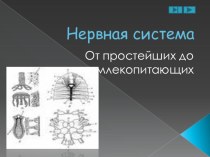 От простейших до млекопитающих.