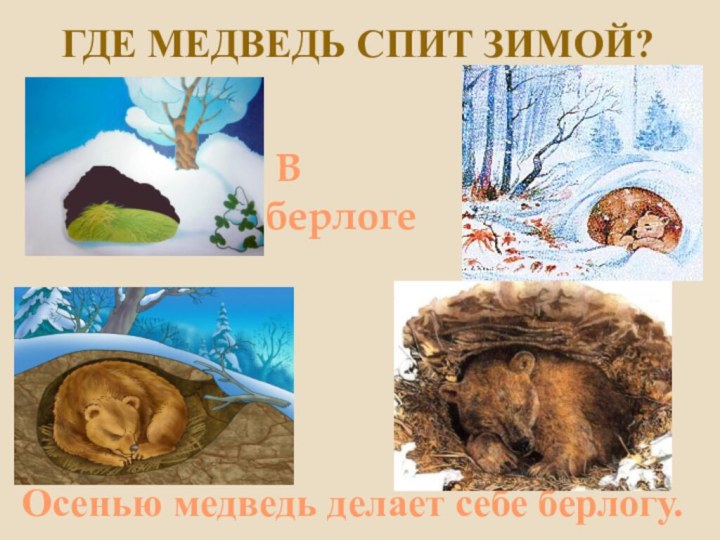 Где медведь спит зимой?Осенью медведь делает себе берлогу. В берлоге