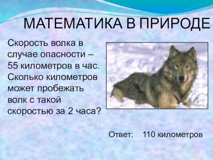 МАТЕМАТИКА В ПРИРОДЕСкорость волка в случае опасности – 55 километров в час.