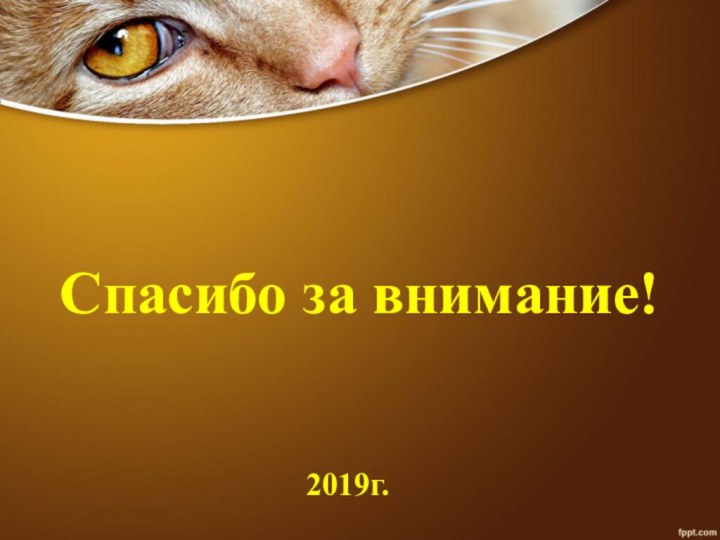 2019г.Спасибо за внимание!