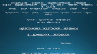 Презентация Дрессировка черепахи в домашних условиях