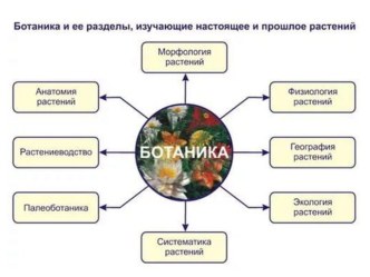 Презентация по биологии Ботаника. Подготовка к ЕГЭ