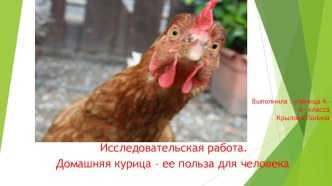 Презентация:Домашняя курица-её польза для человека.