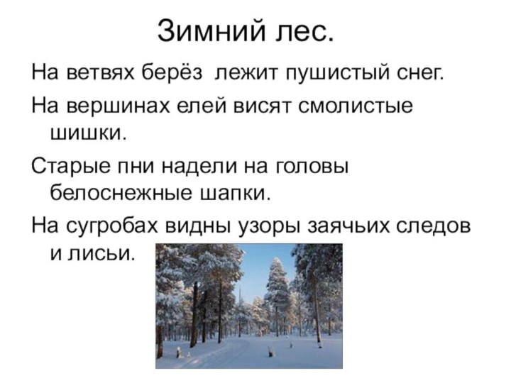 Зимний лес.На ветвях берёз лежит пушистый снег.На вершинах елей висят смолистые шишки.Старые