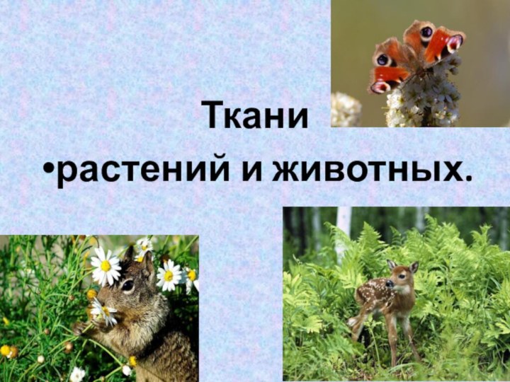 Ткани растений и животных.