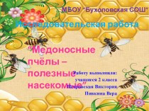 Презентация к исследовательской работе Медоносные пчелы - полезные насекомые
