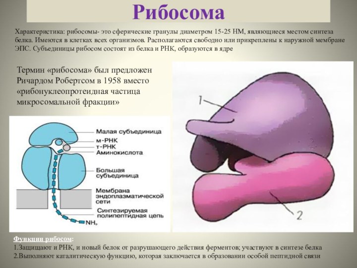 Рибосома Функции рибосом: 1.Защищают и РНК, и новый белок от разрушающего действия