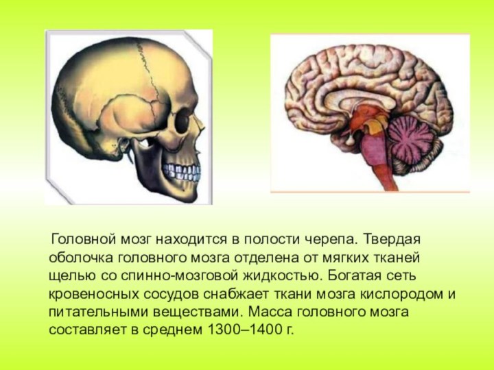 Значение в организме головного мозга. Головной мозг. Головной мозг в полости черепа. Расположение мозга в черепе человека.