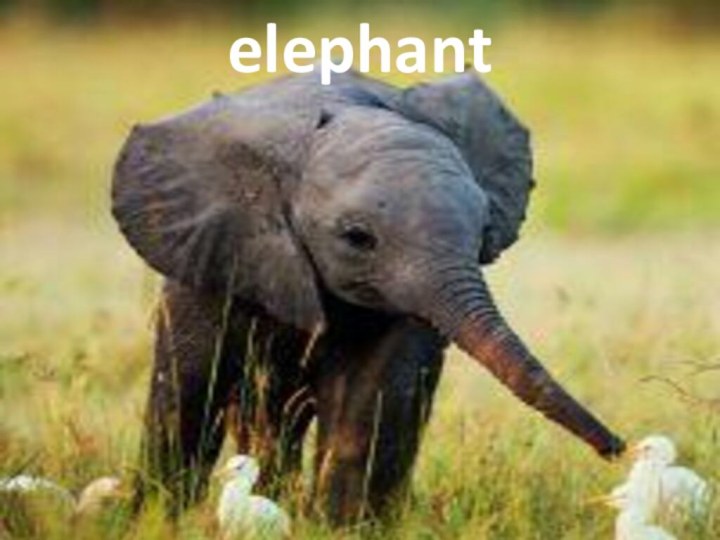 elephant