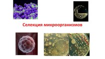 Презентация Селекция микроорганизмов. 9 класс