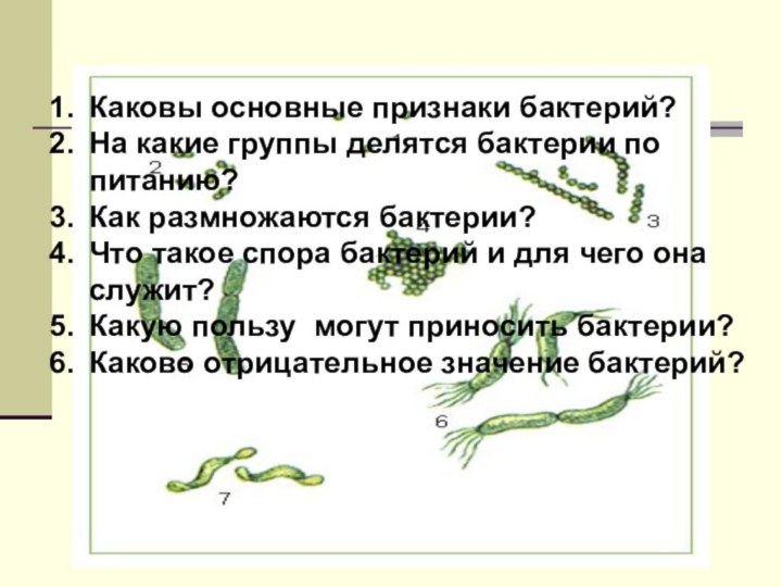 Каковы основные признаки бактерий?На какие группы делятся бактерии по питанию?Как размножаются бактерии?Что