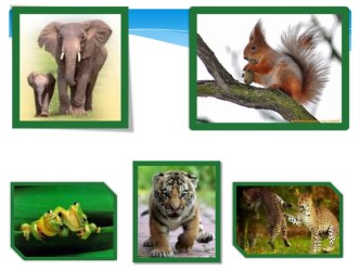 Презентация к уроку окружающего мира: Как живут животные, 1 класс