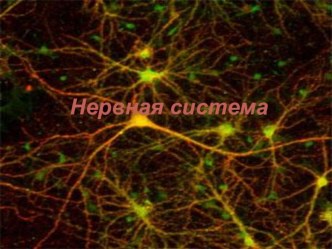 Презентация по биологии на тему Нервная система человека