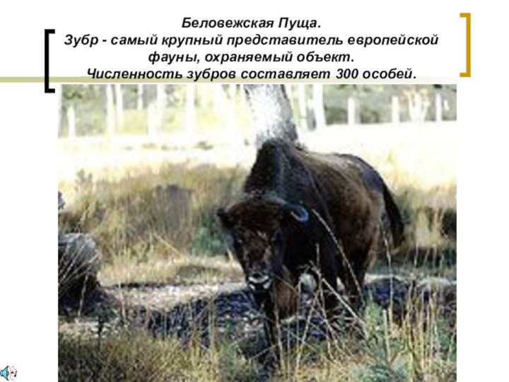 Беловежская Пуща.  Зубр - самый крупный представитель европейской фауны, охраняемый объект.