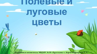 Презентация по ознакомлению с окружающим на тему Полевые и луговые цветы