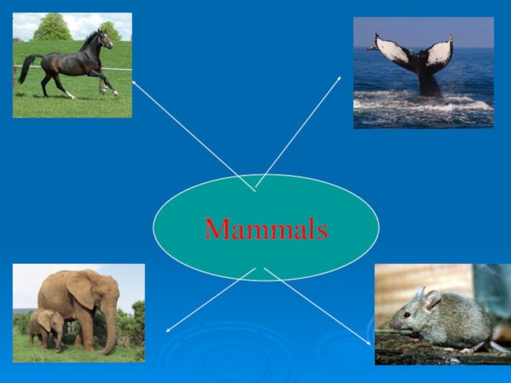 Mammals