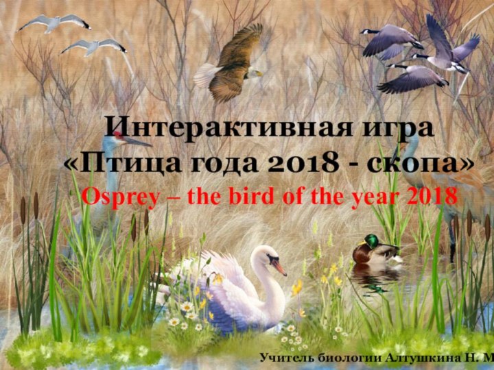 Интерактивная игра «Птица года 2018 - скопа» Osprey – the bird of