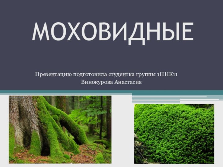 МОХОВИДНЫЕПрезентацию подготовила студентка группы 1ПНК11Винокурова Анастасия