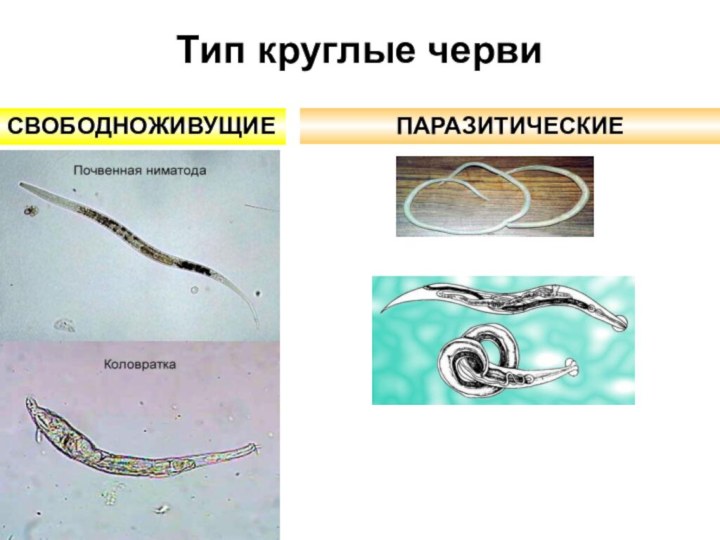 Тип круглые червиПАРАЗИТИЧЕСКИЕ СВОБОДНОЖИВУЩИЕ